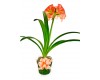 Amaryllis Potted 6"